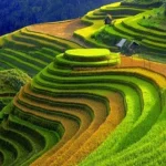 Pesona Wisata Sawah Terindah Di Dunia 2026