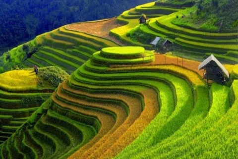 Pesona Wisata Sawah Terindah Di Dunia 2026